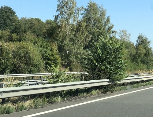In the median strip of Highway A1 near the port of Mertert. Photo: © Yves Krippel, 20200907,
