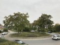 Ailanthus-altissima-YK-Mersch-N6-a