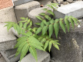 Ailanthus-altissima-YK-Mersch-N6-b