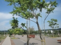 Ailanthus-altissima_Belval_2014-07-23_03