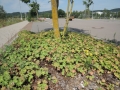 Ailanthus-altissima_Belval_2014-07-23_04