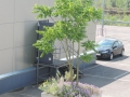 Ailanthus-altissima_Belval_2014-07-23_05