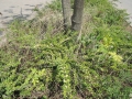 Ailanthus-altissima_Belval_2014-07-23_06