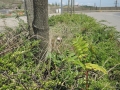 Ailanthus-altissima_Belval_2014-07-23_07