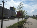 Ailanthus-altissima_Belval_2014-07-23_08