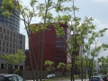 Ailanthus-altissima_Belval_2014-07-23_09