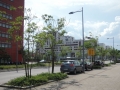 Ailanthus-altissima_Belval_2014-07-23_11
