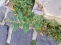 Buddleja-davidii-17-rue-Plaetis-Luxembourg-20190909