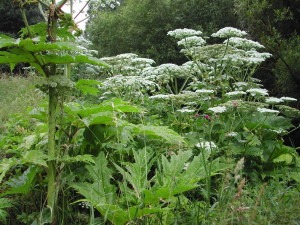 Giant hogweed in flower. Giant hogweed in flower.