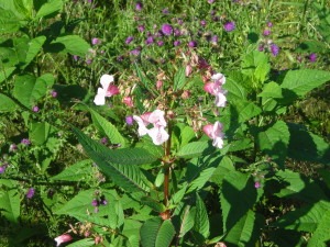 Impatiens glandulifera near the Alzette river