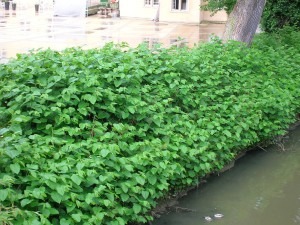 Giant knotweed bordering the Alzette river in Lux.-Grund. Giant knotweed bordering the Alzette river in Lux.-Grund.