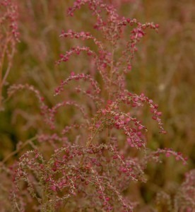 Atriplex micrantha in the median strip of the A1 highway near Potaschberg. Photo: Jim Meisch, 08.10.2014.