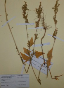 Atriplex micrantha Herbier MNHNL 2007