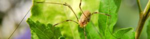 Arachnida opiliones