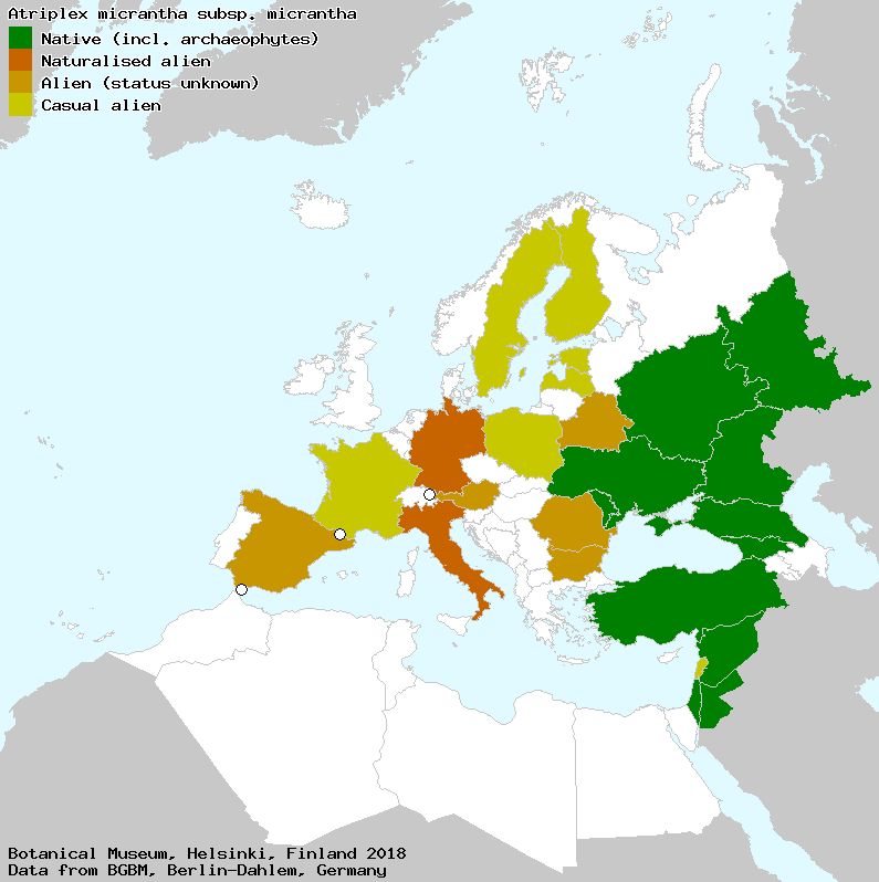 http://euromed.luomus.fi/euromed_map.php?taxon=544848&size=medium