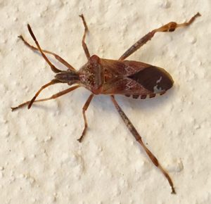 Leptoglossus occidentalis in Echternach, wall of 1A rue des Romains, 15 October 2017. Photo by Gaby Geimer.