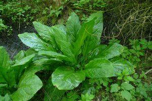 L. americanus in the Mamer valley (02/06/2022)