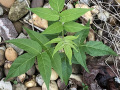 Ailanthus-altissima-YK-Mersch-N6-c