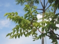 Ailanthus-altissima_Belval_2014-07-23_02