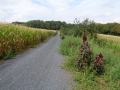 Amaranthus_cruentus_20180829_01