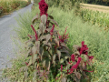 Amaranthus_cruentus_20180829_02