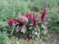 Amaranthus_cruentus_20180829_03