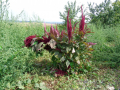 Amaranthus_cruentus_20180829_04