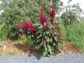 Amaranthus_cruentus_20180829_05
