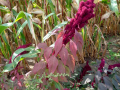 Amaranthus_cruentus_20180829_06