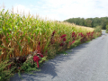 Amaranthus_cruentus_20180829_07