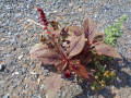 Amaranthus_cruentus_20180829_08