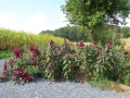 Amaranthus_cruentus_20180829_09