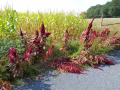 Amaranthus_cruentus_20180829_10