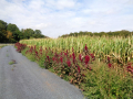 Amaranthus_cruentus_20180829_11