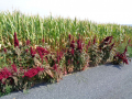 Amaranthus_cruentus_20180829_12