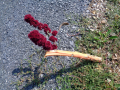 Amaranthus_cruentus_20180829_13