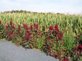 Amaranthus_cruentus_20180829_14