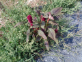 Amaranthus_cruentus_20180829_15