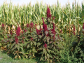 Amaranthus_cruentus_20180829_16