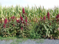 Amaranthus_cruentus_20180829_17