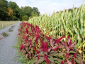 Amaranthus_cruentus_20180829_18