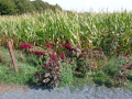 Amaranthus_cruentus_20180829_19