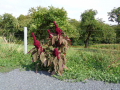 Amaranthus_cruentus_20180829_21