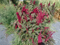 Amaranthus_cruentus_20180829_22