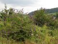 Buddleja-davidii-Haff-Réimech-20160728-M-Pfeiffenschneider