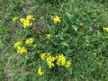Bunias-orientalis-Giele-Botter1-Jan-Herr-2019