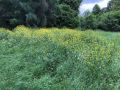 Bunias orientalis spreading into a dry grassland biotop at Haut des Saulnes in Rodange. Photo: Jan Herr, 06/06/2019.