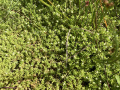 Crassula helmsii in Moukebrill near Grass. Photo: Jean-Paul Wolff, 2020-07-23.