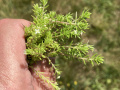 Crassula helmsii in Moukebrill near Grass. Photo: Jean-Paul Wolff, 2020-07-23.