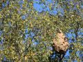1m long nest in Esch-sur-Alzette. Photo: 2020-09-13 by Monique Rippinger